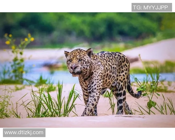 戈竞技与阿拉戈亚的精彩对决揭示足球战术与团队协作的魅力